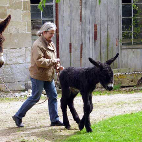 Portrait de l’éleveuse Les baudets du Breuil