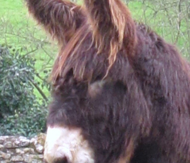 Amant du Breuil