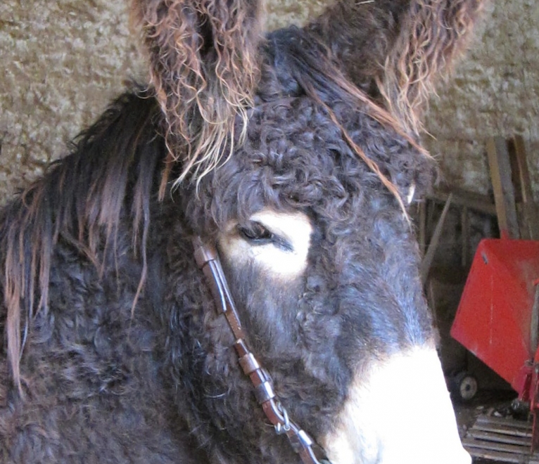 Calin du Breuil
