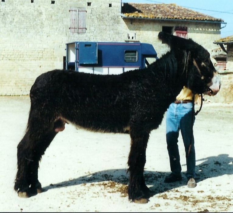 Galon d’Or