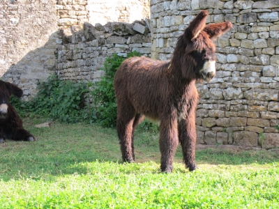 Giotto du Breuil disponible à la vente