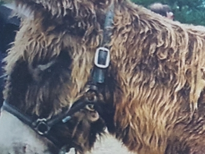 Aubène
