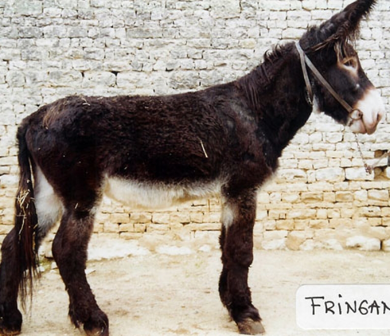 Fringant